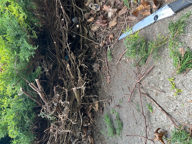 undergrowth
